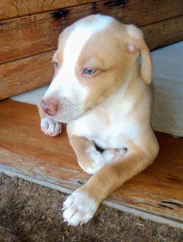 Cachorro raça SRD idade 2 a 6 meses nome Logan