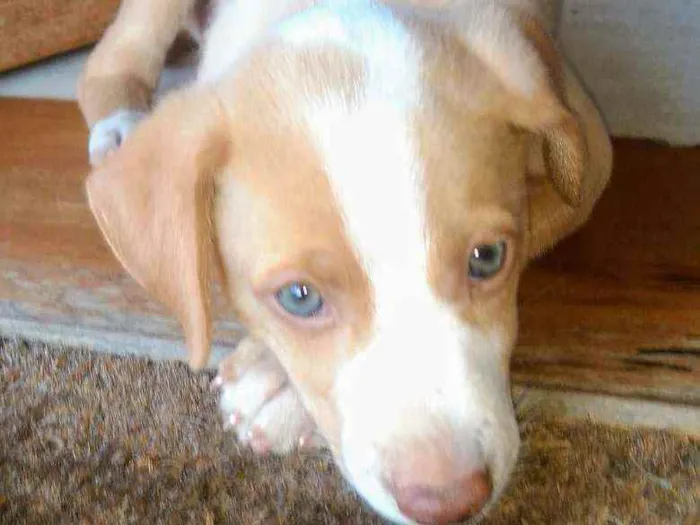 Cachorro raça SRD idade 2 a 6 meses nome Logan