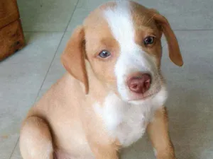 Cachorro raça SRD idade 2 a 6 meses nome Logan