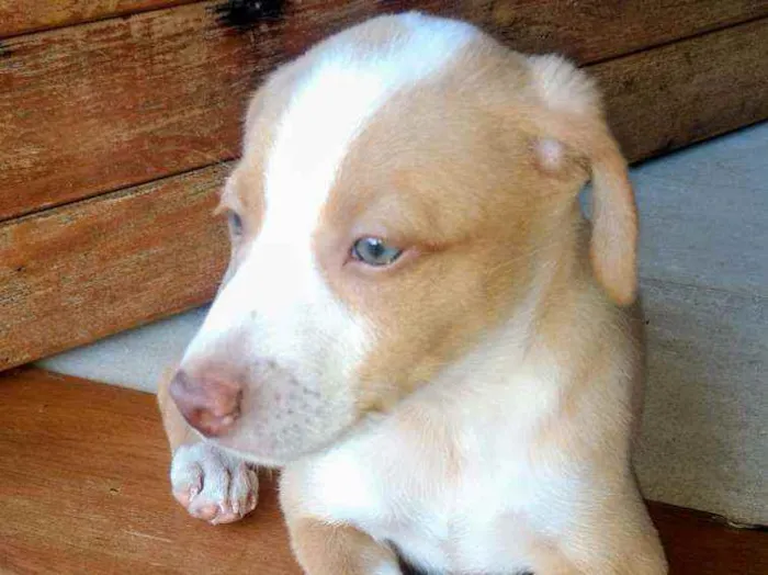 Cachorro raça SRD idade 2 a 6 meses nome Logan