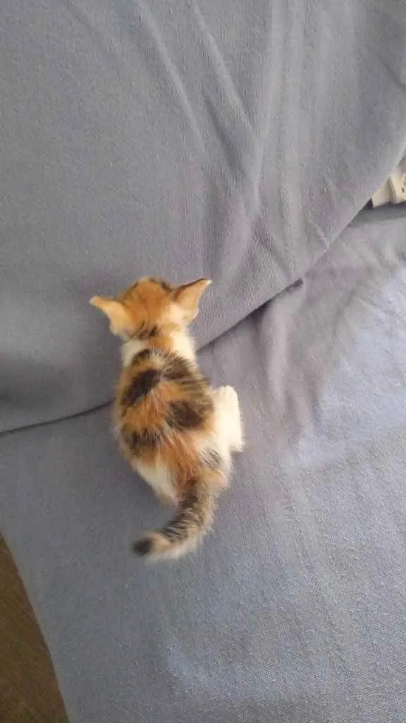 Gato ra a Sem raça idade Abaixo de 2 meses nome Sem nome