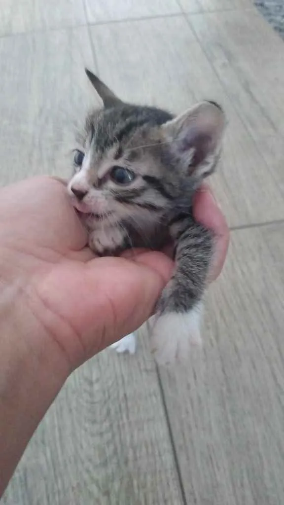 Gato ra a Sem raça idade Abaixo de 2 meses nome Sem nome