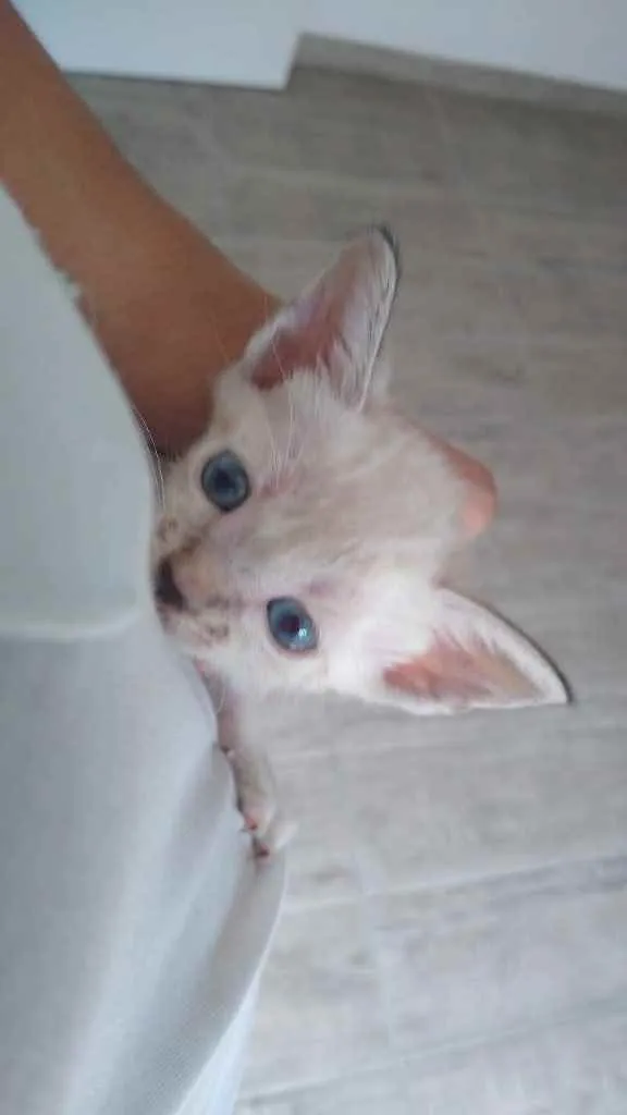 Gato ra a Sem raça idade Abaixo de 2 meses nome Sem nome