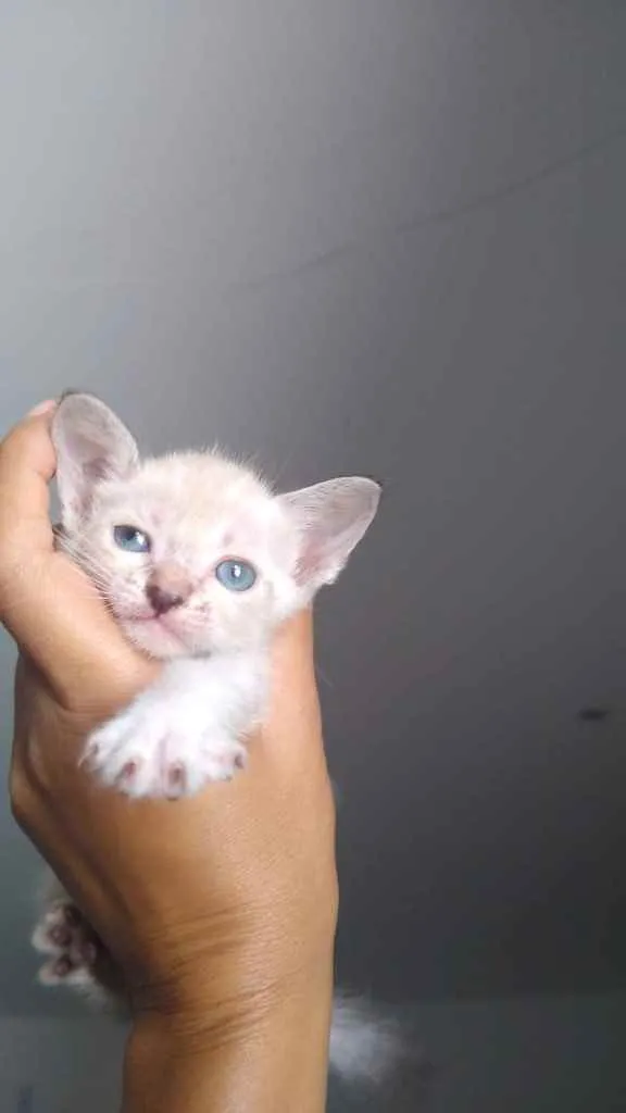 Gato ra a Sem raça idade Abaixo de 2 meses nome Sem nome