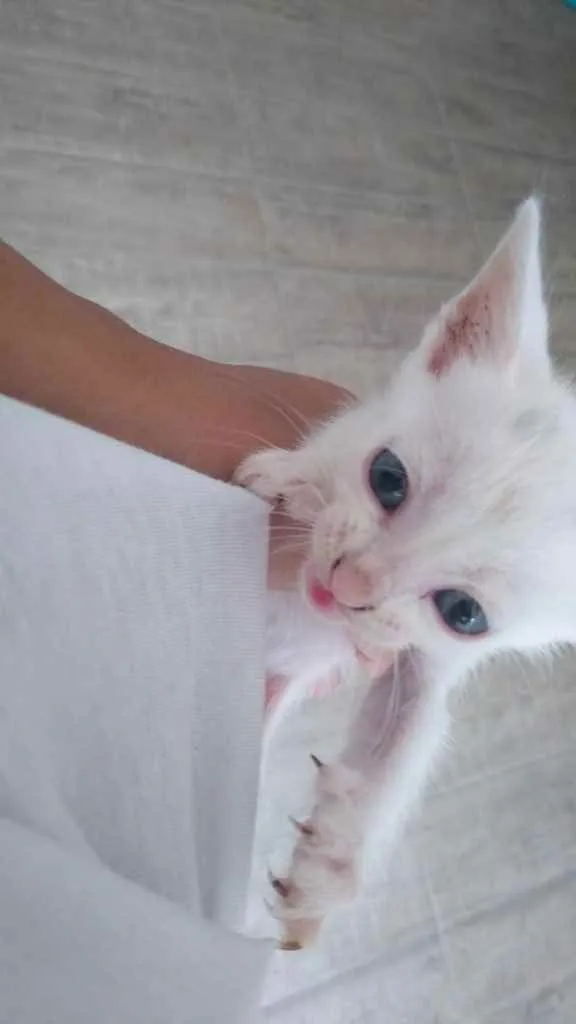 Gato ra a Sem raça idade Abaixo de 2 meses nome Sem nome