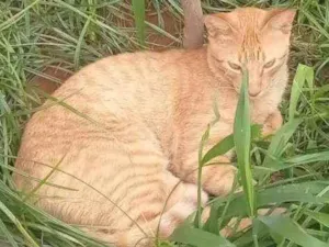 Gato raça Vira lata idade 3 anos nome Diego