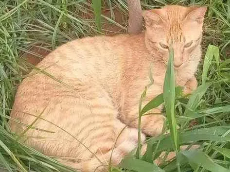 Gato ra a Vira lata idade 3 anos nome Diego