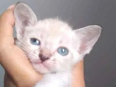 Gato ra a Sem raça idade Abaixo de 2 meses nome Sem nome