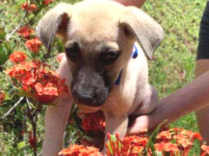 Cachorro raça SRD idade 2 a 6 meses nome Nina