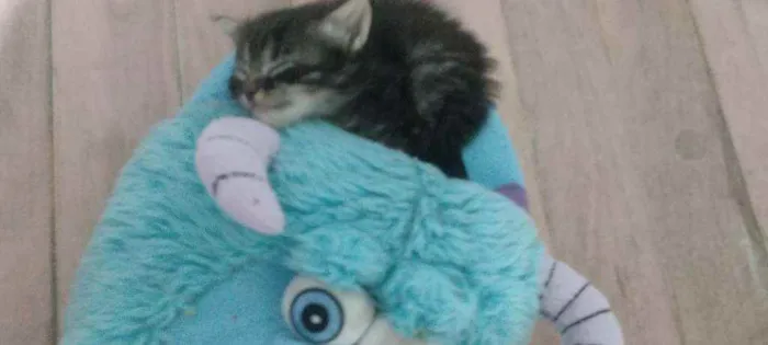 Gato ra a  idade Abaixo de 2 meses nome Não têm 