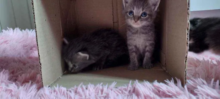 Gato ra a  idade Abaixo de 2 meses nome Não têm 