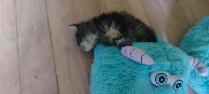 Gato ra a  idade Abaixo de 2 meses nome Não têm 