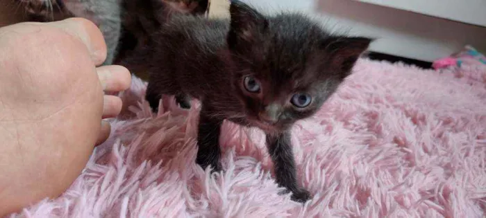 Gato ra a  idade Abaixo de 2 meses nome Não têm 