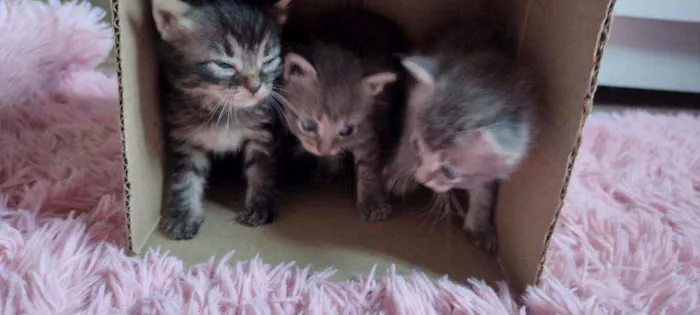 Gato ra a  idade Abaixo de 2 meses nome Não têm 