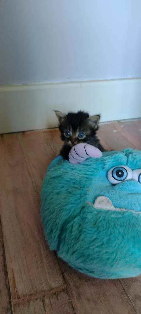 Gato ra a  idade Abaixo de 2 meses nome Não têm 