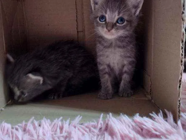 Gato ra a  idade Abaixo de 2 meses nome Não têm 