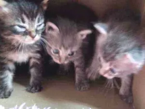 Gato raça  idade Abaixo de 2 meses nome Não têm 