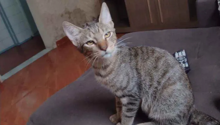 Gato ra a Vira latas idade 2 a 6 meses nome Ferrugem, júnior, ou