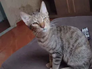 Gato raça Vira latas idade 2 a 6 meses nome Ferrugem, júnior, ou