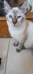 Gato raça Srd  idade 2 a 6 meses nome Misha bb3meses 