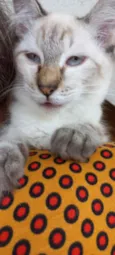 Gato raça Srd  idade 2 a 6 meses nome Misha bb3meses 