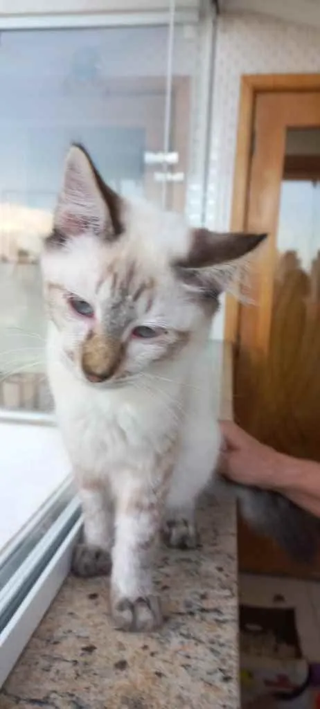 Gato raça Srd  idade 2 a 6 meses nome Misha bb3meses 