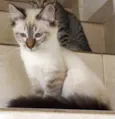 Gato raça Srd  idade 2 a 6 meses nome Misha bb3meses 