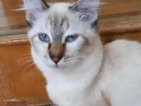 Gato raça Srd  idade 2 a 6 meses nome Misha bb3meses 