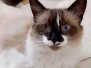 Gato raça Srd idade 7 a 11 meses nome Kitty Linda gatinha 