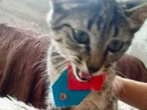 Gato raça Srd idade 2 a 6 meses nome Tutti bb3meses 