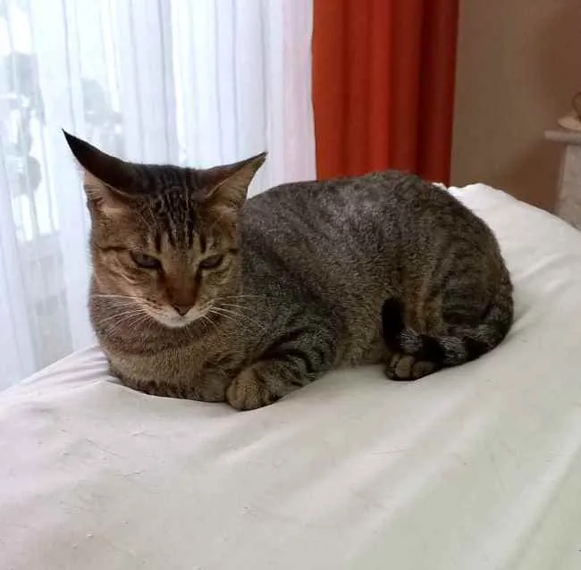 Gato raça Srd idade 7 a 11 meses nome Stella Linda gatinha