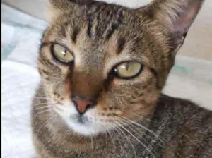 Gato raça Srd idade 7 a 11 meses nome Stella Linda gatinha