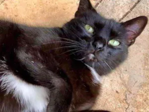 Gato raça Srd idade 1 ano nome Luna amorosa 