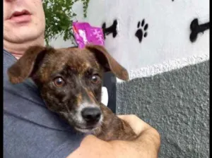 Cachorro raça Pinscher mix srd idade 7 a 11 meses nome Molly bebê 8 meses 