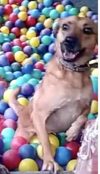 Cachorro raça Srd  idade 1 ano nome Melissa um amor 