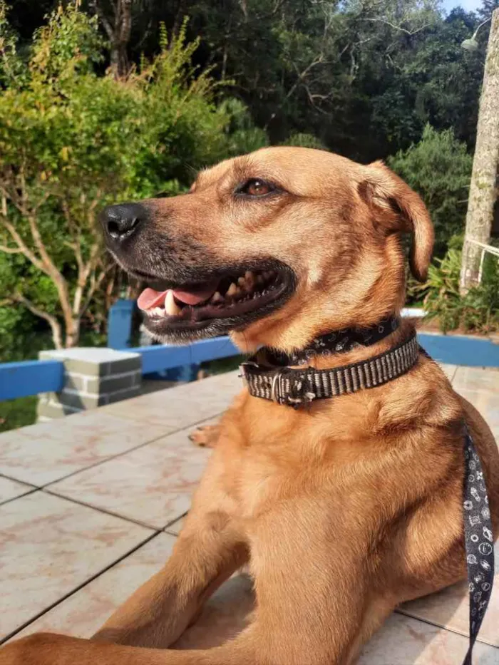 Cachorro raça Srd  idade 1 ano nome Melissa um amor 