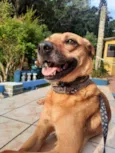 Cachorro raça Srd  idade 1 ano nome Melissa um amor 