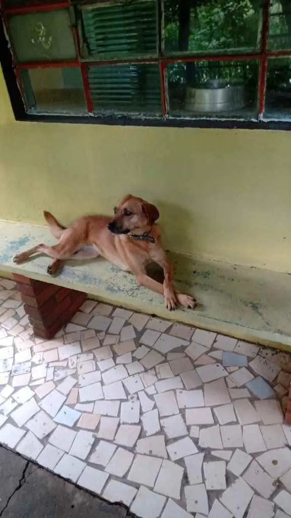 Cachorro raça Srd  idade 1 ano nome Melissa um amor 