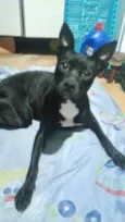 Cachorro raça Srd idade 1 ano nome Alina Linda e fofa