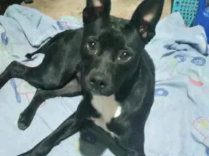 Cachorro raça Srd idade 1 ano nome Alina Linda e fofa