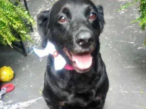 Cachorro raça Labrador mix com srd  idade 2 anos nome Linda Labradormix 