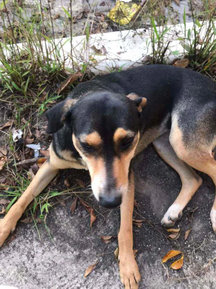 Cachorro raça SRD idade 4 anos nome Filó 