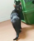 Maya