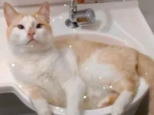 Gato raça Srd idade 2 anos nome Luck muito carinhoso