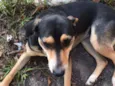 Cachorro raça SRD idade 4 anos nome Filó 