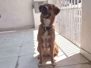Cachorro raça Pitbull com pastor alemano idade 1 ano nome Dara