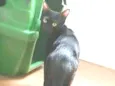 Maya