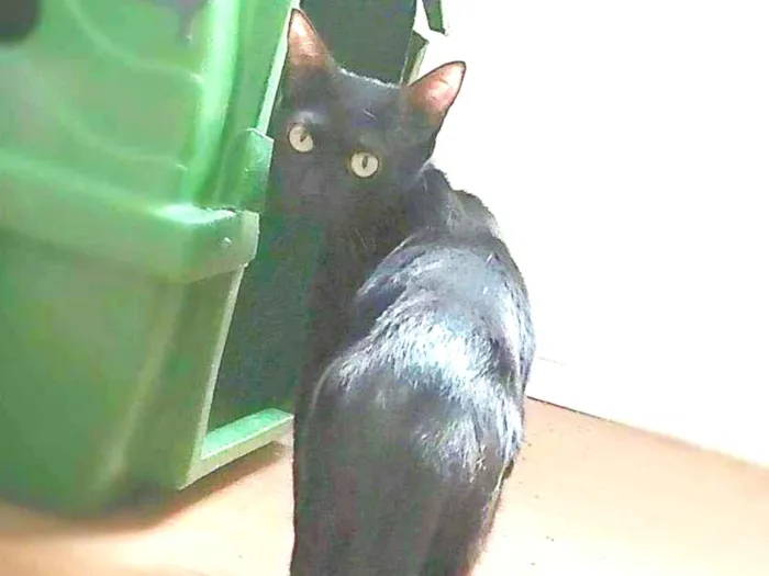 Gato ra a srd idade 1 ano nome Maya