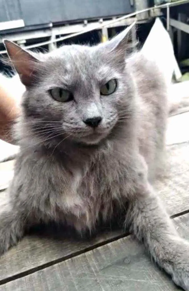 Gato ra a SRD idade 4 anos nome Cinza