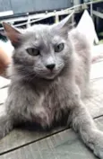 Cinza